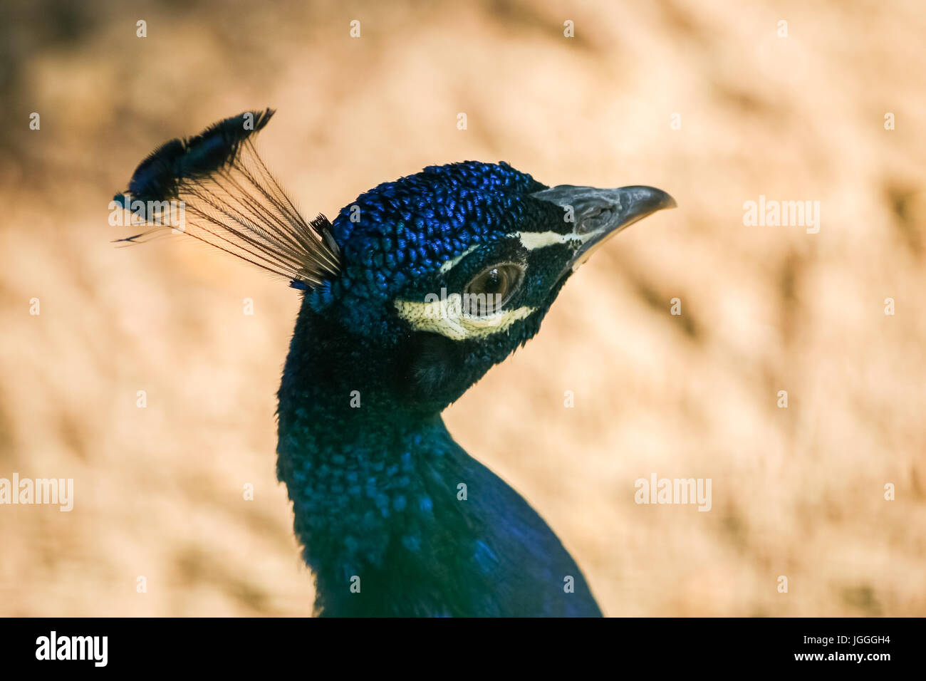 A beautiful peacock in the park Stock Photo - Alamy