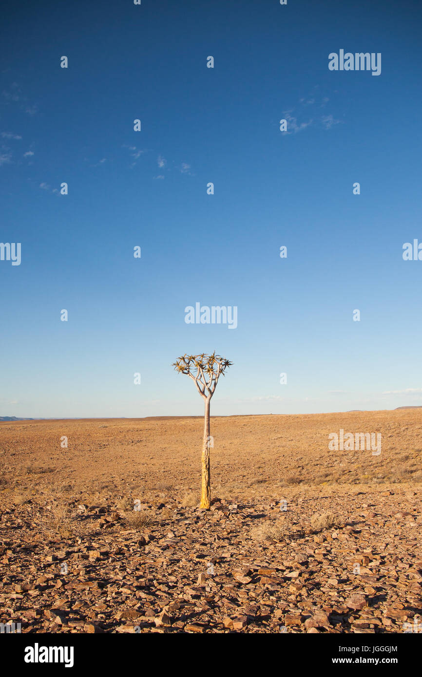 Quiver tree (Aloe dichotoma) in the Desert near Fish River Canyon, Namibia Stock Photo