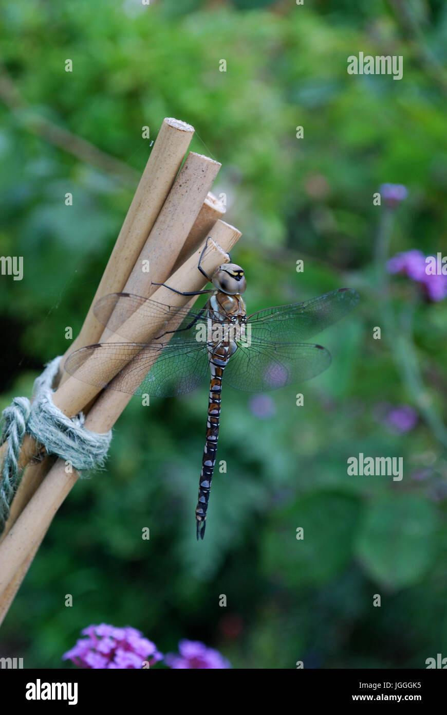 Garden cane topper hi-res stock photography and images - Alamy