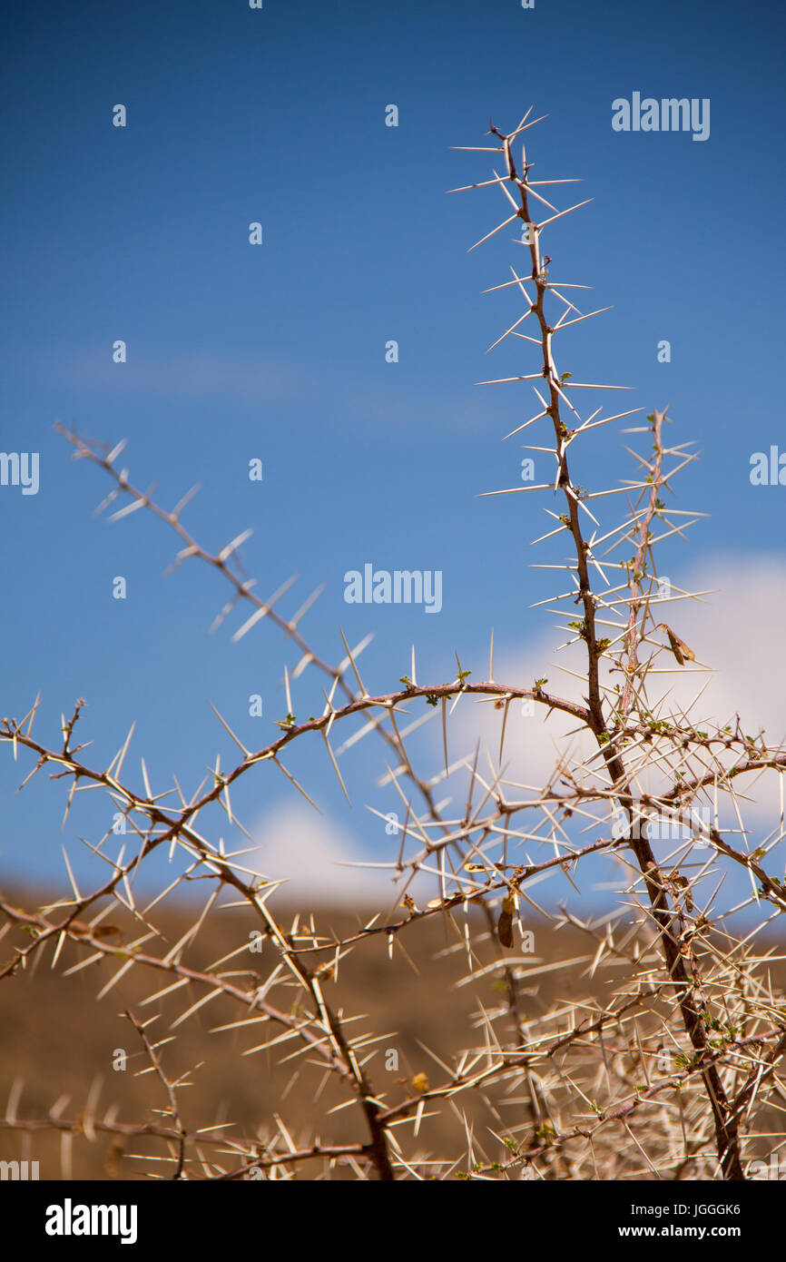 Thorn chubby asian Thorn chubby asian