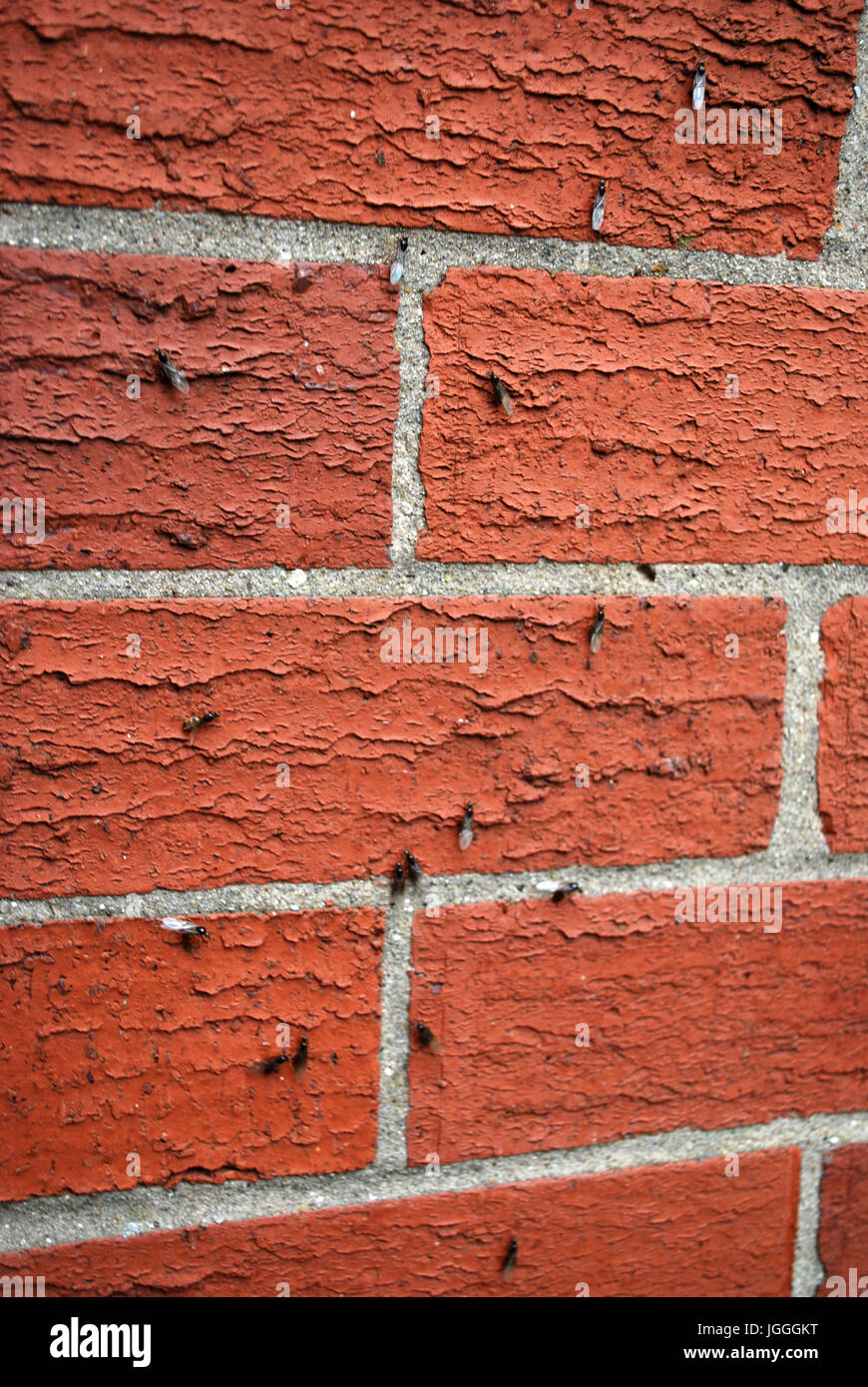 Winged ants crawling up a red brick wall Stock Photo Alamy