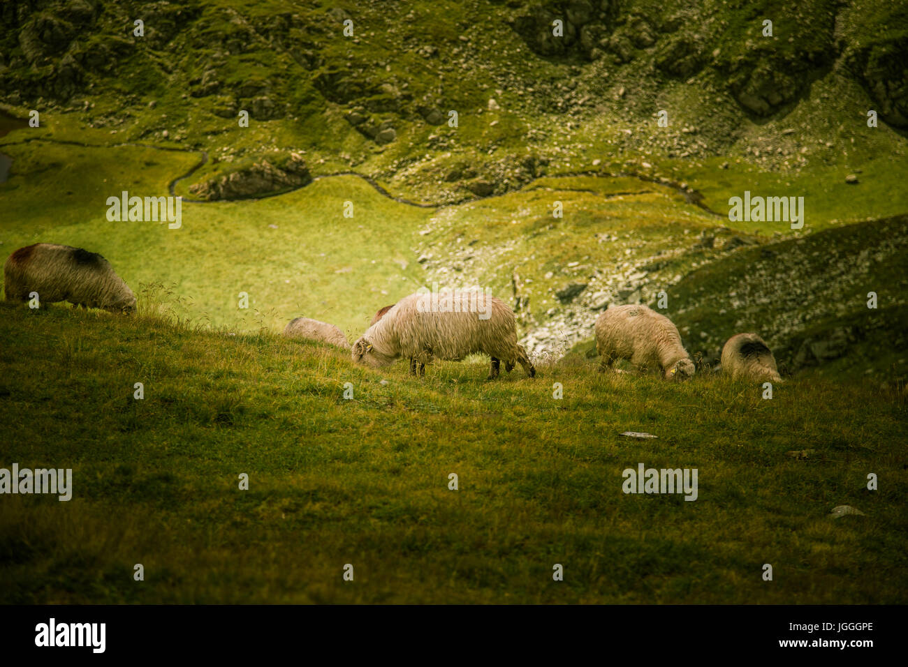 Sheep grazing in Carpathian mountains Stock Photo - Alamy