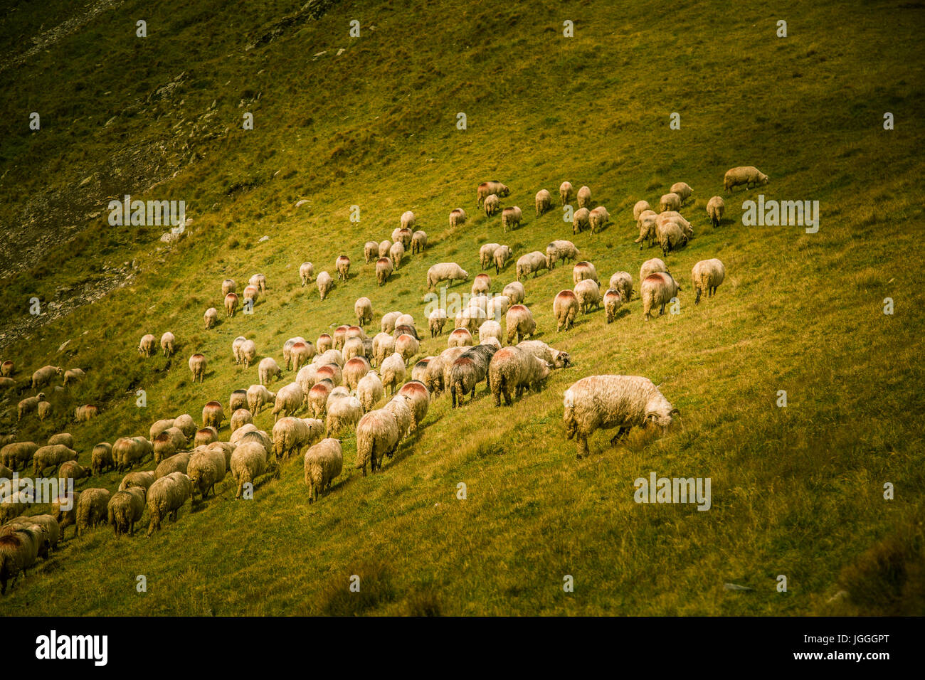 Sheep grazing in Carpathian mountains Stock Photo - Alamy