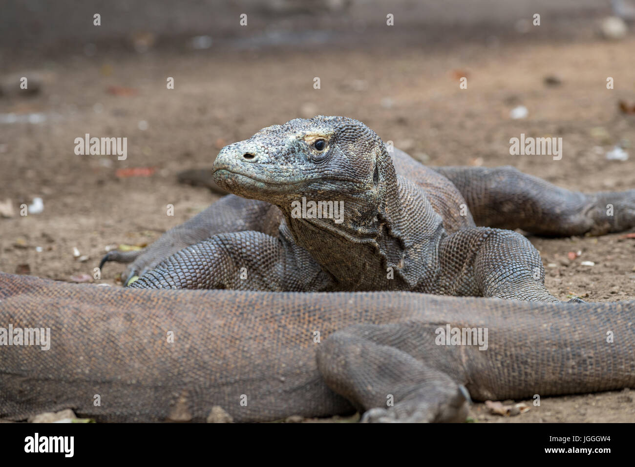 Komodo National Park, Dragons Indonesia Stock Photo