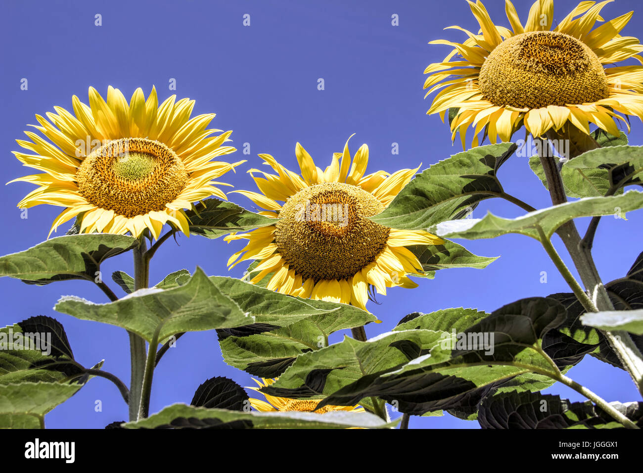 Field of sunflowers Stock Photo Alamy