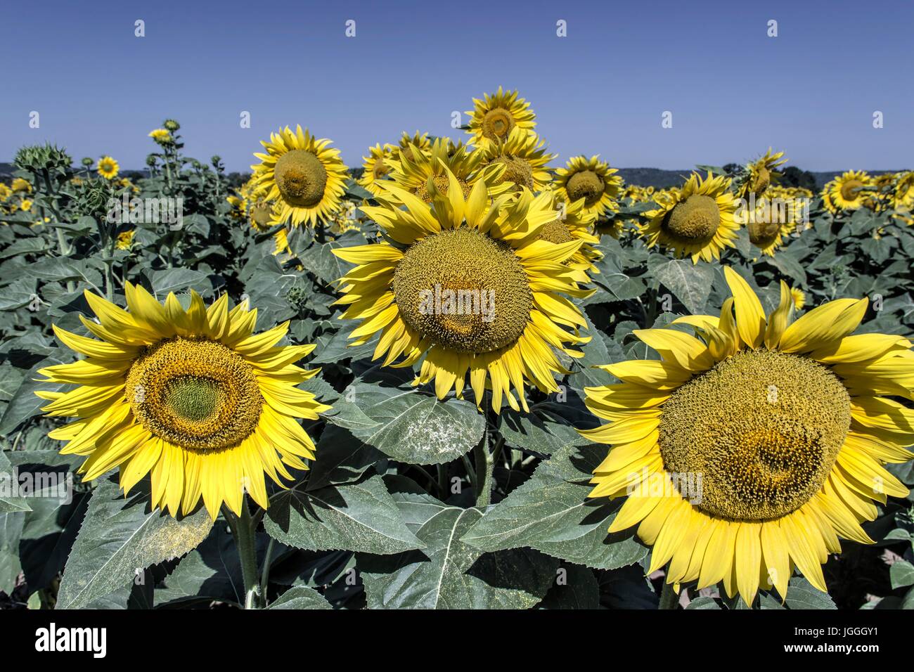 Field of sunflowers Stock Photo - Alamy