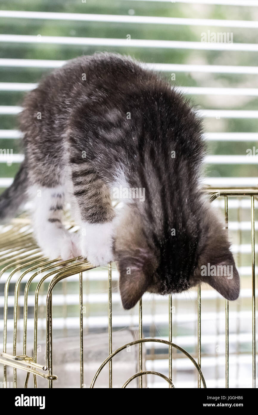 A beautiful tabby kitten playing on a bird cage Stock Photo Alamy