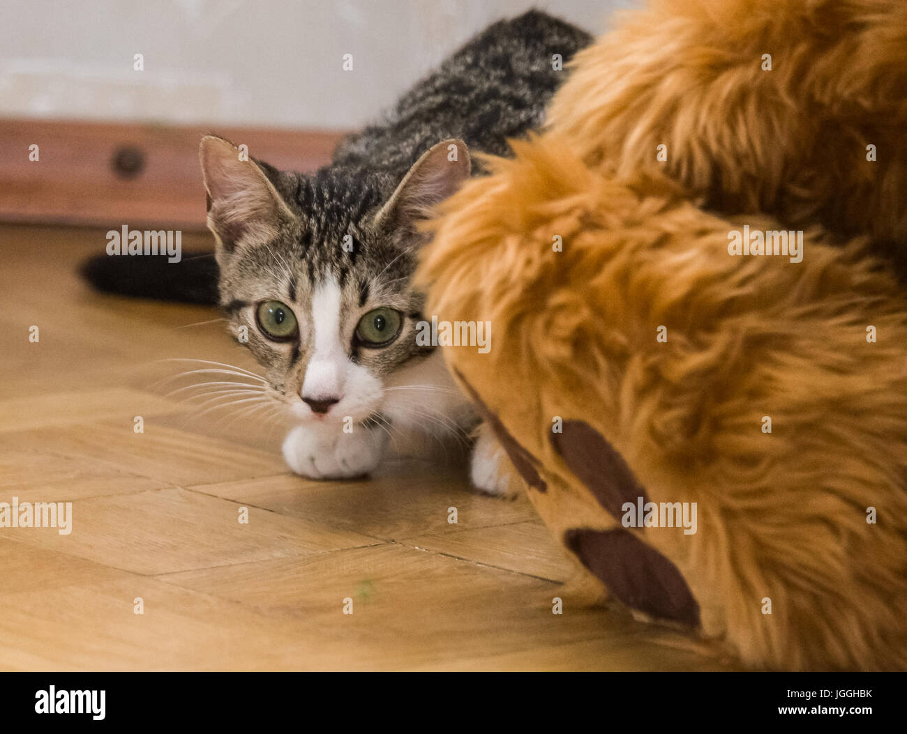 A beautiful portrait of a tabby kitten Stock Photo - Alamy