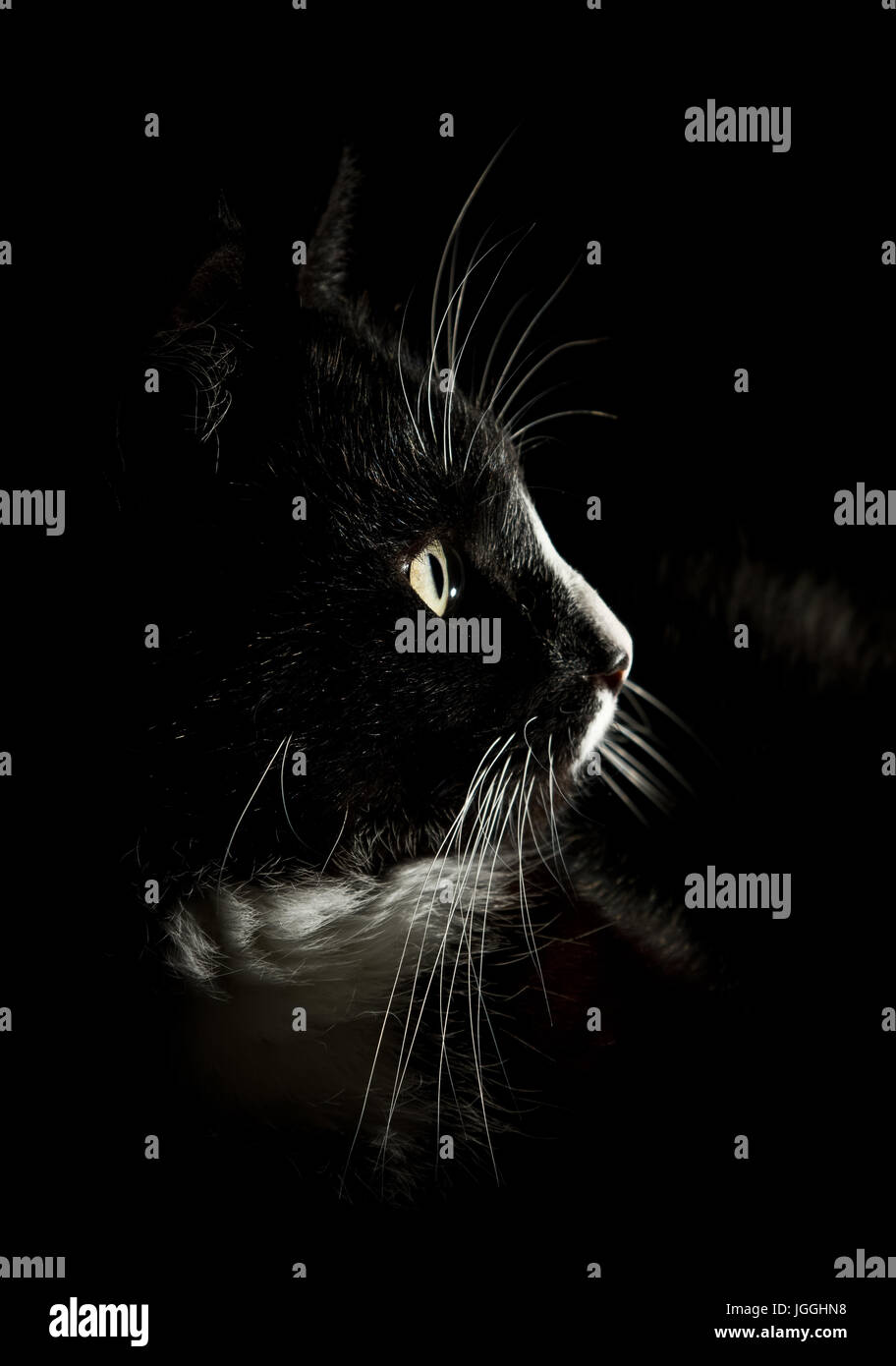 A beautiful portrait of a black and white cat Stock Photo - Alamy