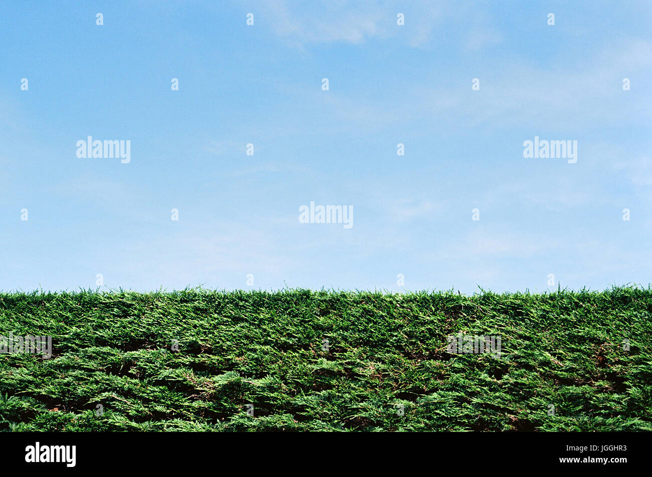 Garden hedge with blue sky in summertime Stock Photo