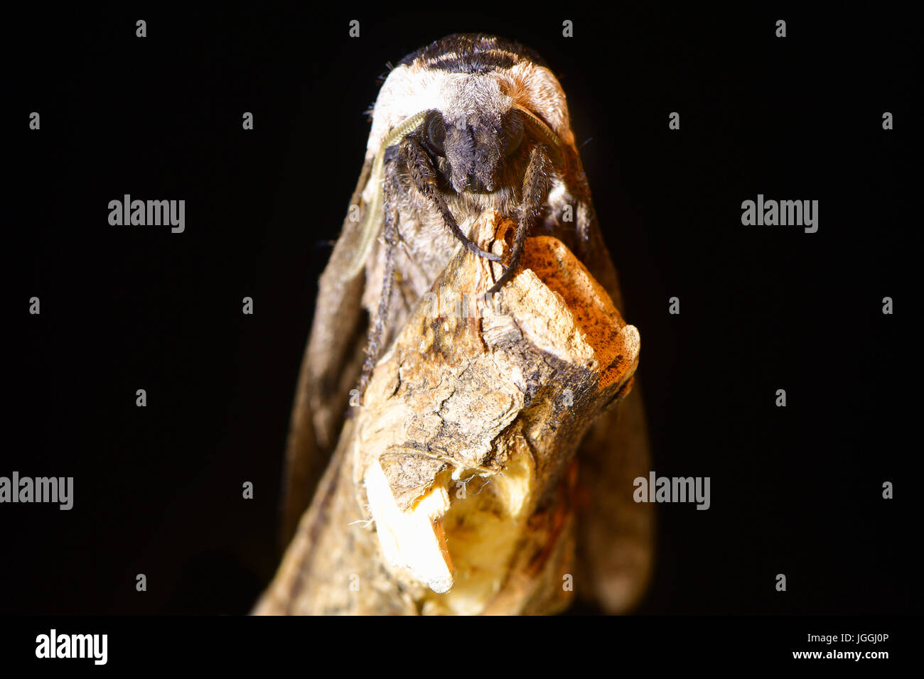 Privet hawk-moth (Sphinx ligustri) head on on black. Large British hawk moth in the family Sphingidae at risk on dead wood Stock Photo