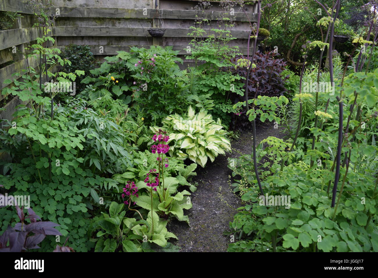 Spring border plants hi-res stock photography and images - Alamy