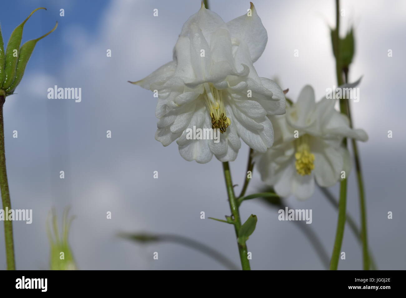 White tall flower hi-res stock photography and images - Alamy