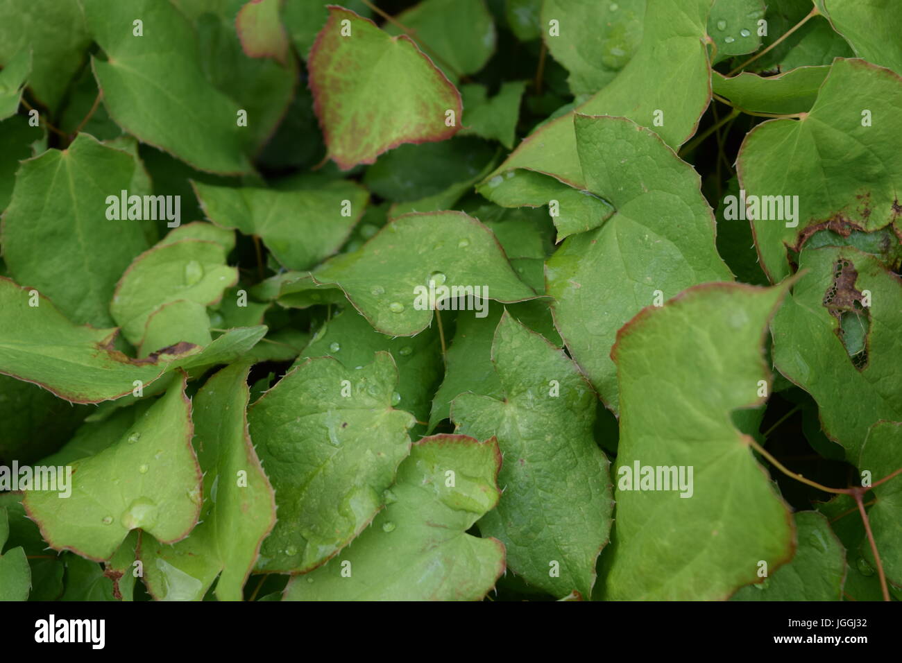 Variegated Leaves Of Epimedium X Rubrum Stock Photo Alamy