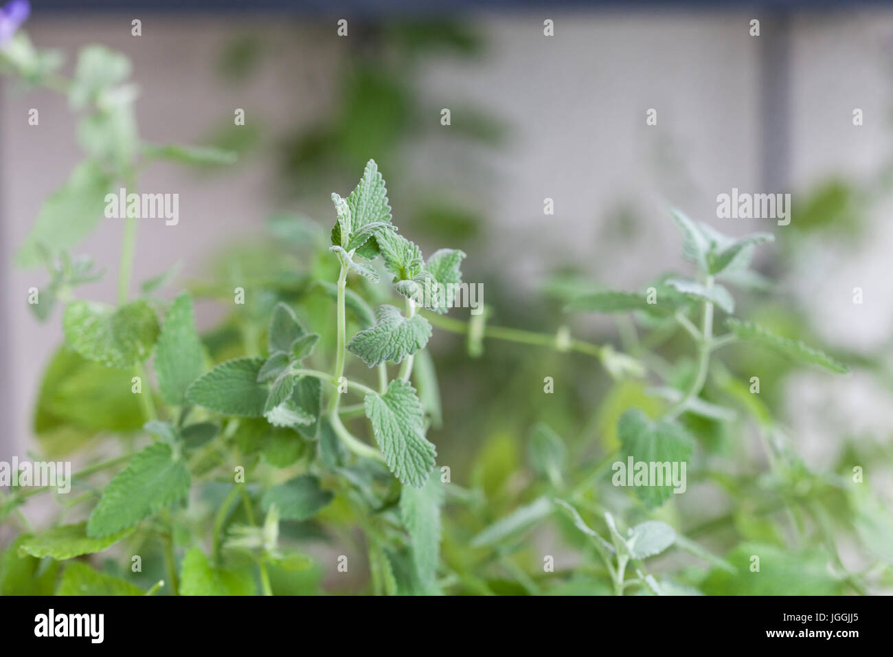 Catnip herb hires stock photography and images Alamy