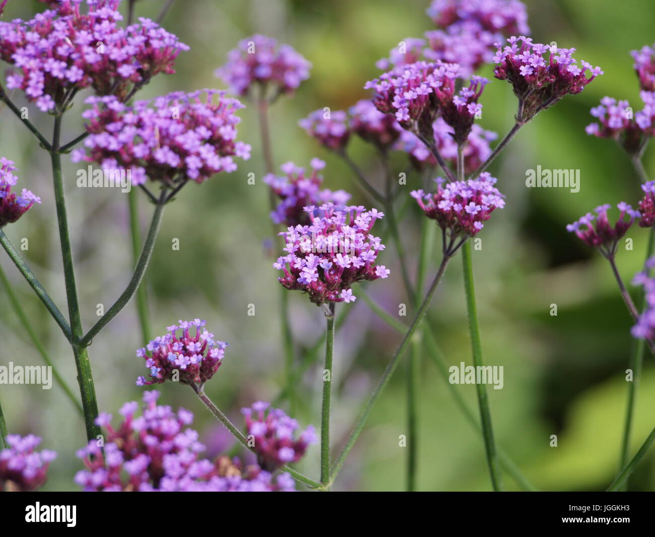 Purple flowers, background image Stock Photo - Alamy