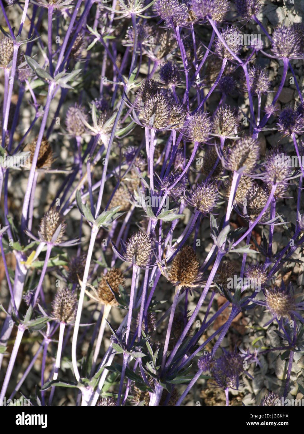 Eryngium in flower Stock Photo Alamy