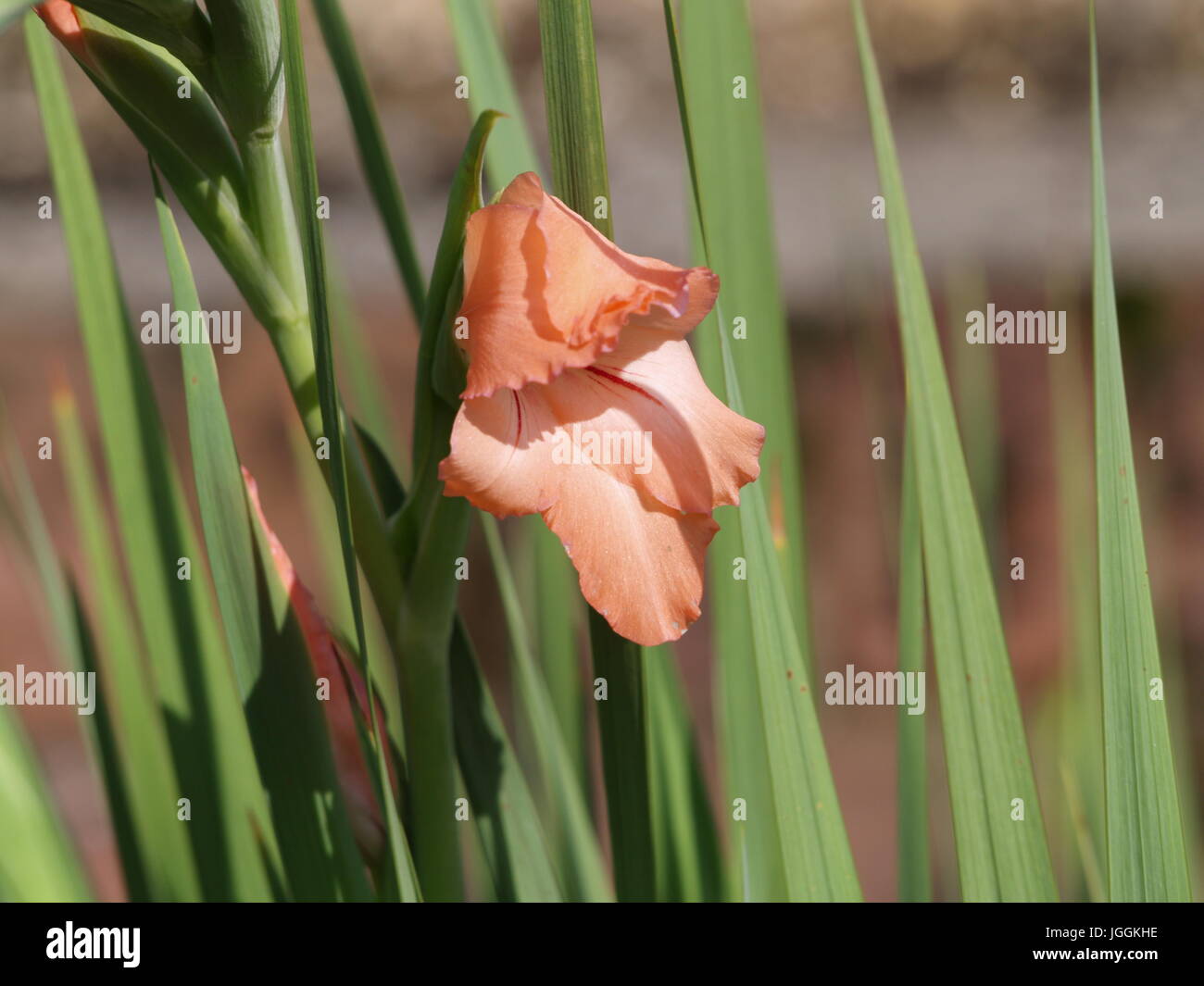 Salmon pink gladiolus flower Stock Photo Alamy