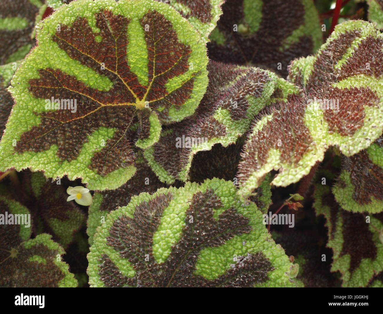 background image, variegated leaves Stock Photo - Alamy