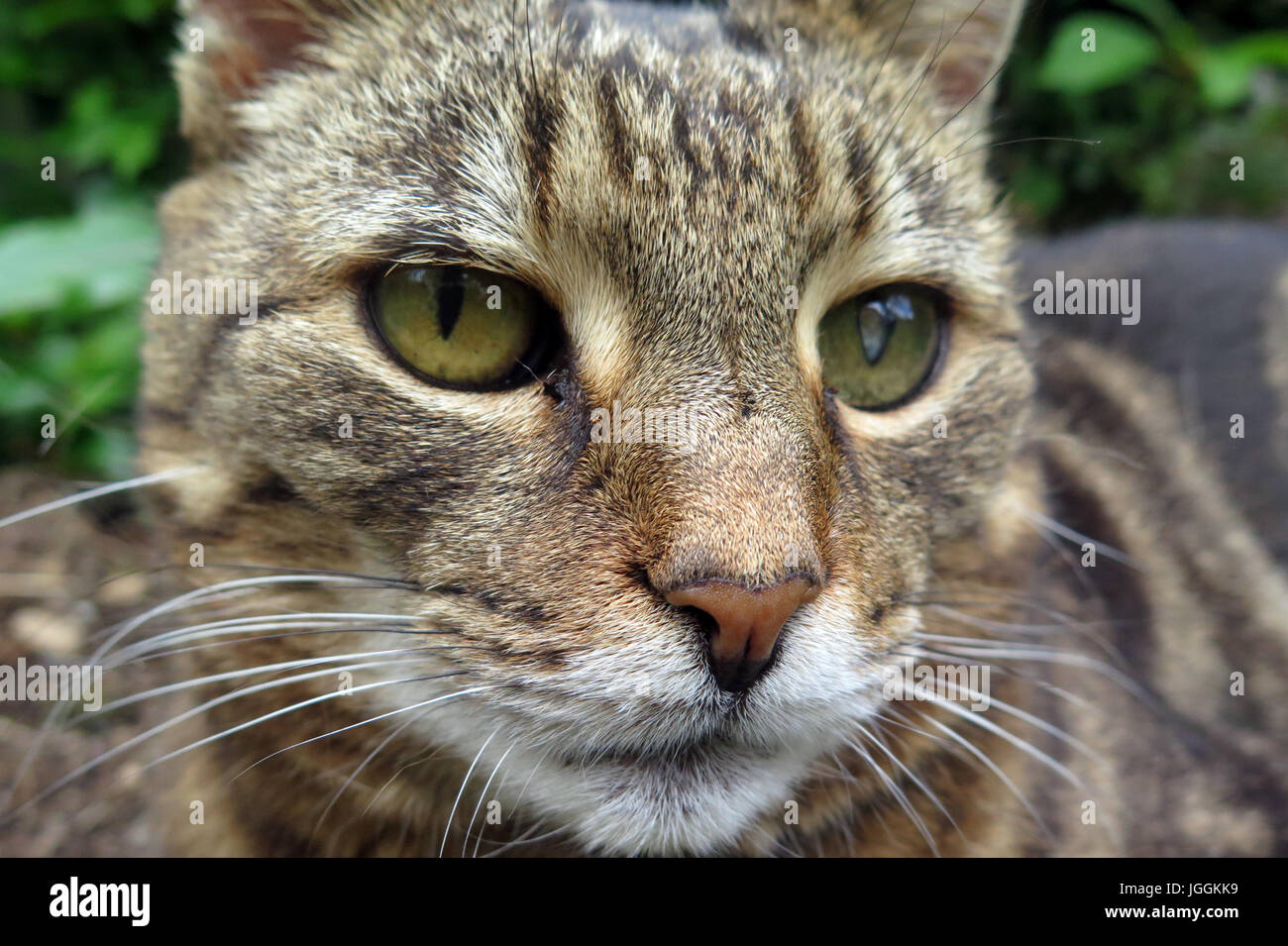 Cat, Feline, Felid, Domesticated Pet Stock Photo Alamy