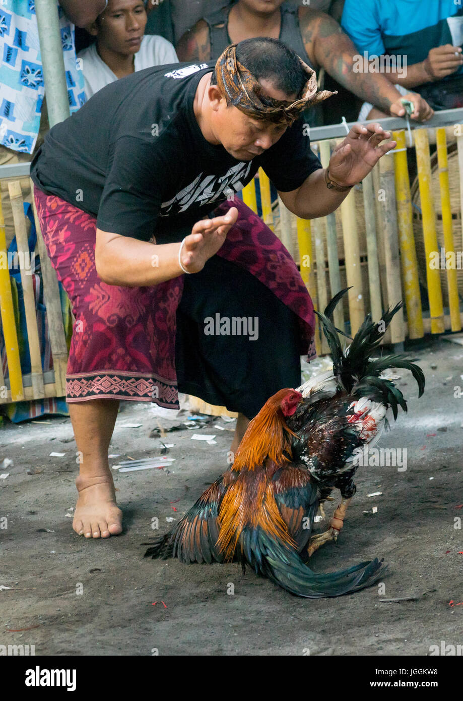 Cockfighting in a temple, Bali island, Canggu, Indonesia Stock Photo