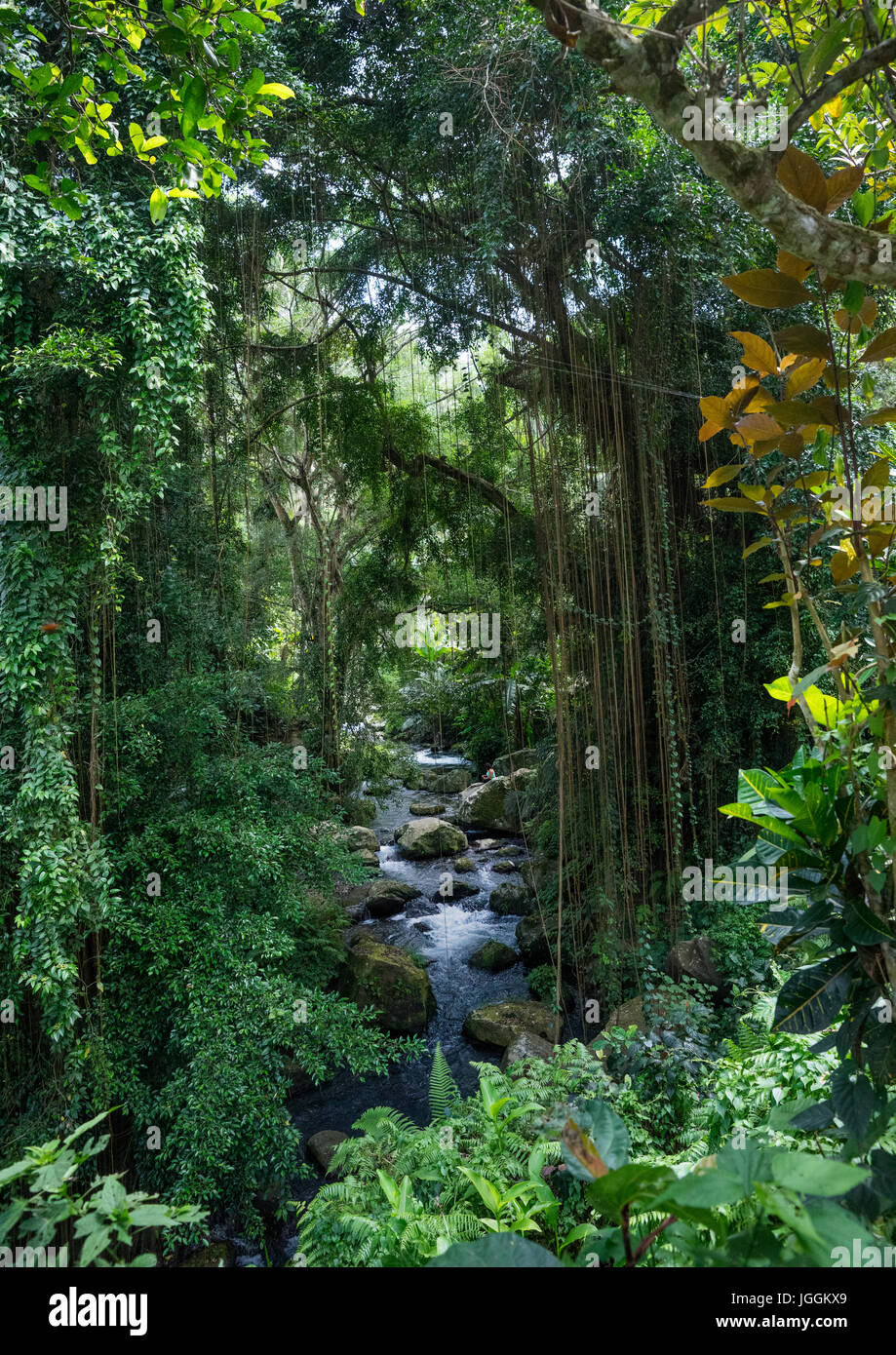 Jungle in gunung kawi hi-res stock photography and images - Alamy