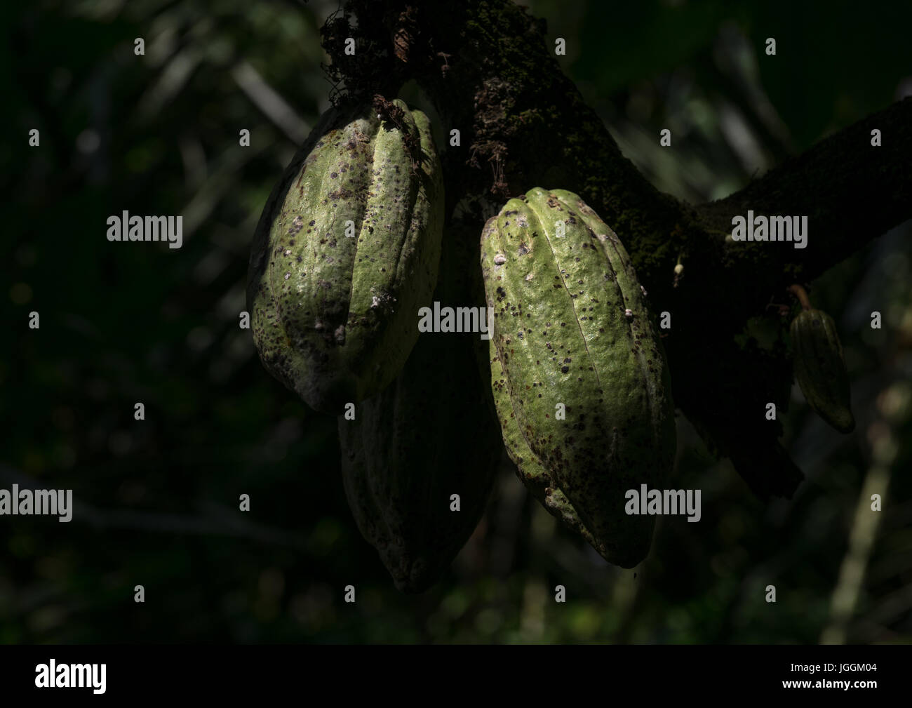 Cocoa plants with fruit growing, Bali island, Munduk, Indonesia Stock