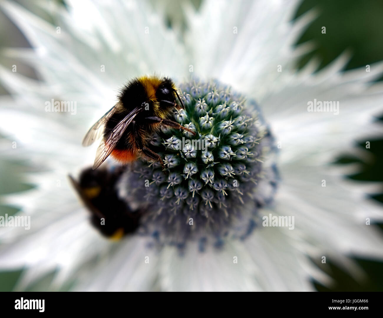 Summer Bumblebee Stock Photo