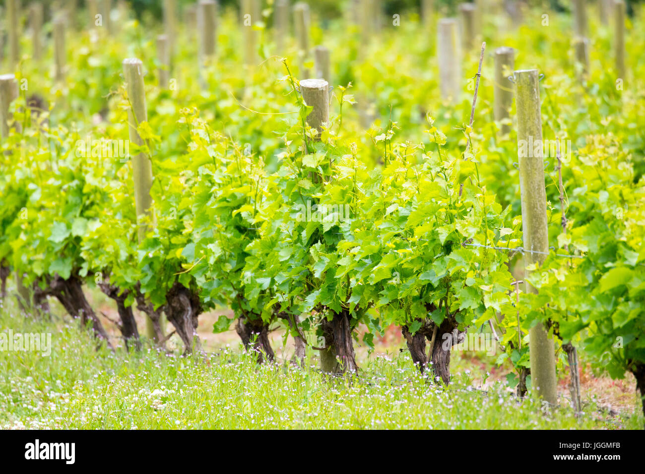 Lush grape vines growing in rows at the renowned and award winning Camel Valley Vineyard located