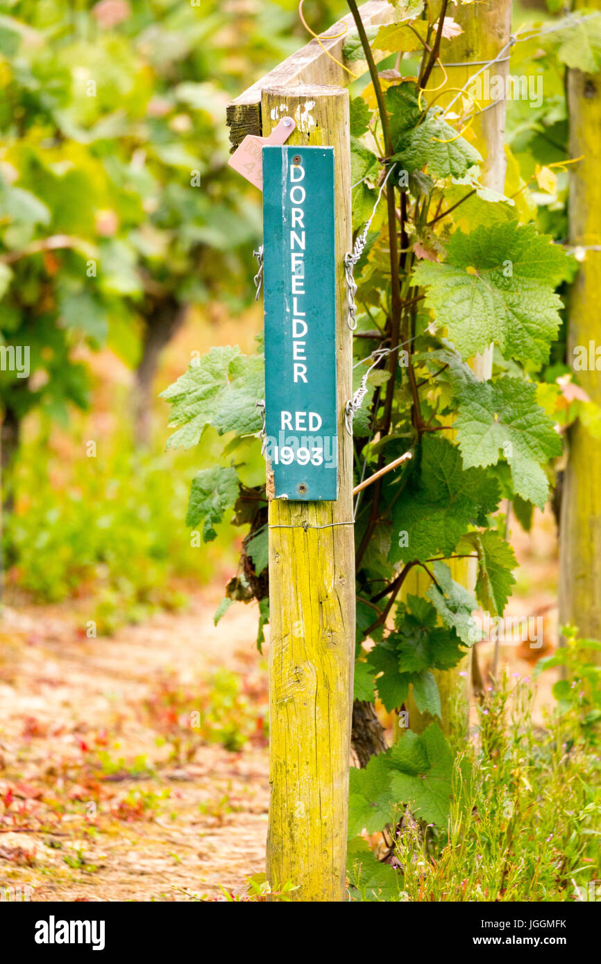 Lush grape vines growing in rows at the renowned and award winning Camel Valley Vineyard located