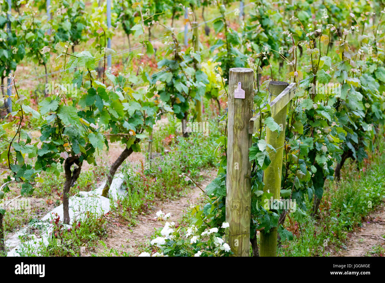 Lush grape vines growing in rows at the renowned and award winning Camel Valley Vineyard located
