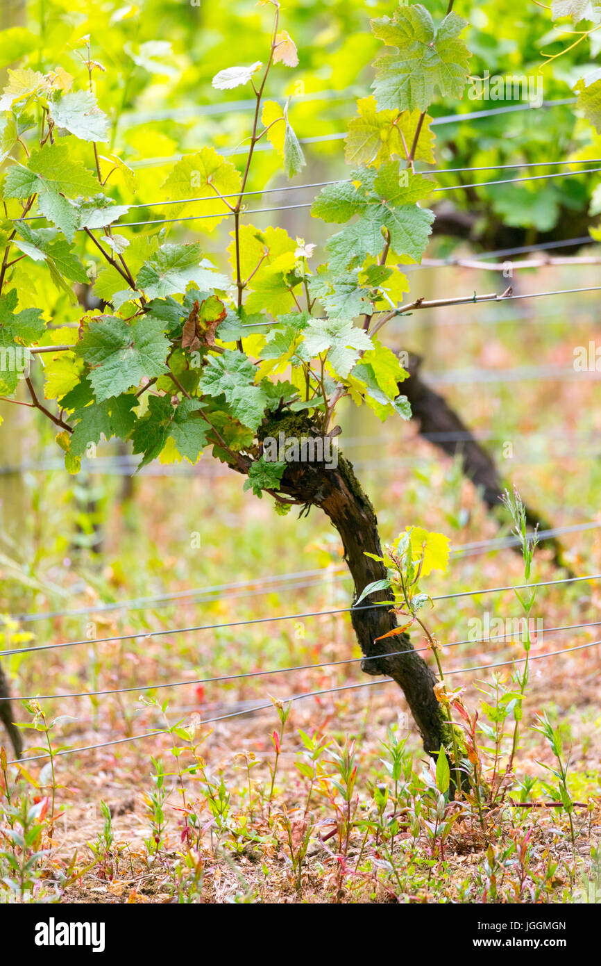 Lush grape vines growing in rows at the renowned and award winning Camel Valley Vineyard located
