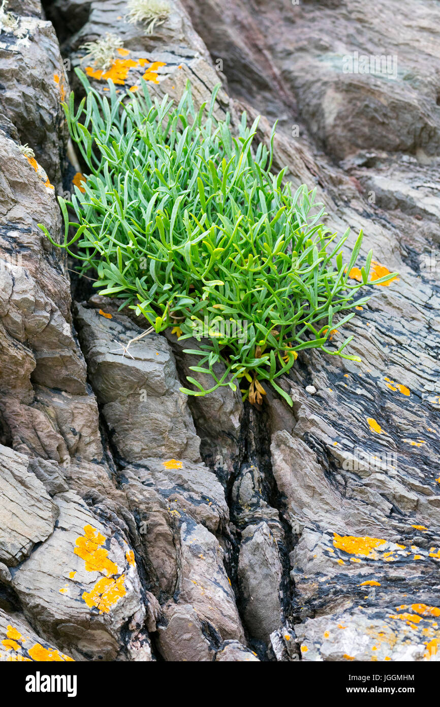 Crithmum or Rock Samphire growing on rock at the tidal edge with flowers in summer at Freathy, Whitsand Bay, Cornwall, UK Stock Photo