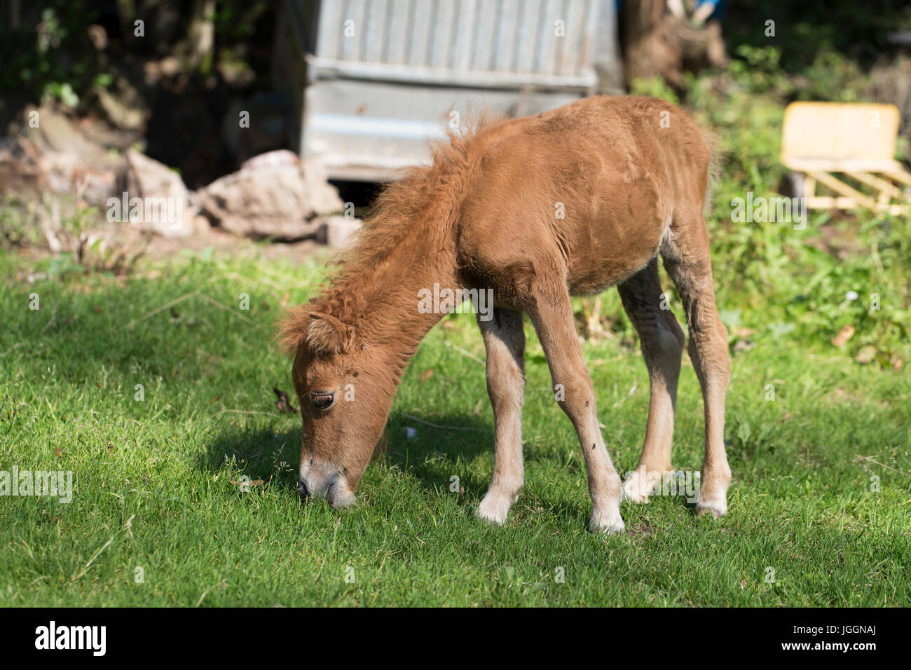 Page 2 Miniature Pony Baby High Resolution Stock Photography And Images Alamy