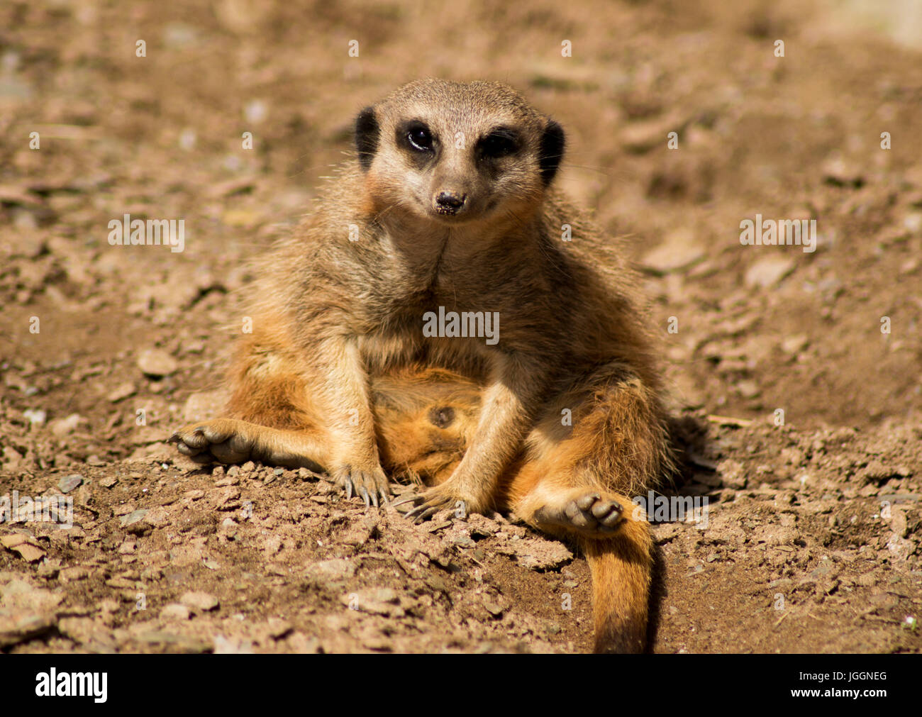 Fat meerkat hi-res stock photography and images - Alamy