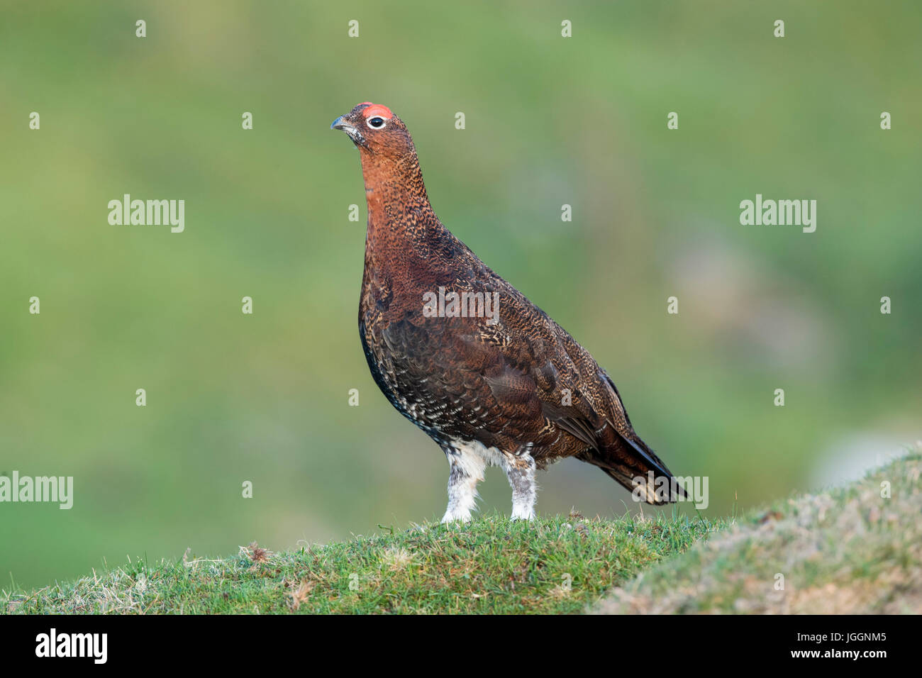 Red Grouse; Lagopus lagopus scotica Single Male  Yorkshire; UK Stock Photo
