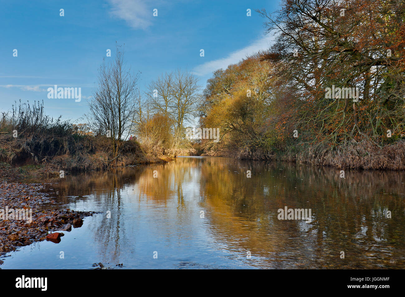 River Otter; Winter; Devon; UK Stock Photo