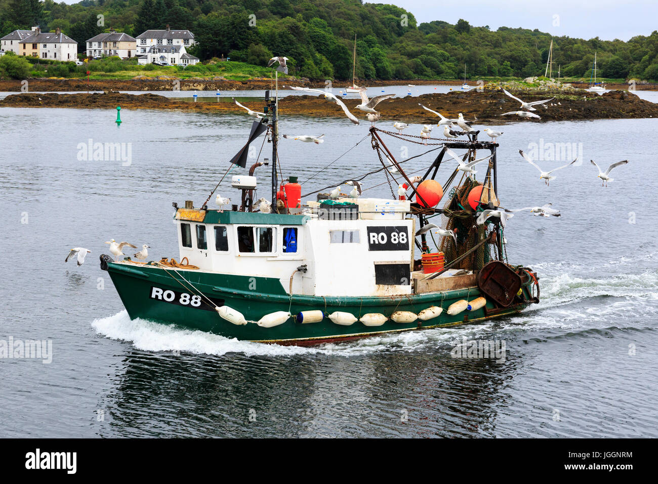 Fishing boat coming into Tarbert harbour, Loch Fyne surrounded by seagulls, Scotland, UK Stock Photo