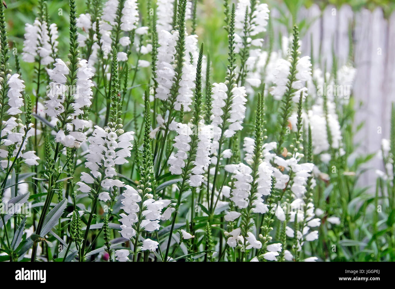 White Physostegia virginiana, Crown of Snow, bushes of wild white flowers. Stock Photo