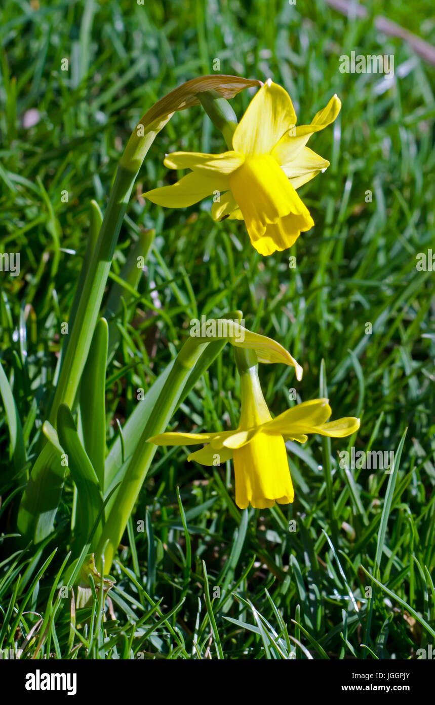 Yellow Daffodil Flowers Green Field Close Up Stock Photo Alamy