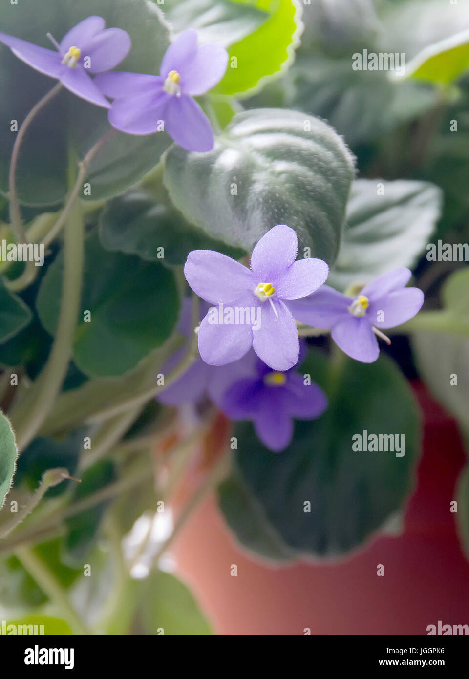 African Violets Home High Resolution Stock Photography And Images Alamy african-violets-home-high-resolution-stock-photography-and-images-alamy