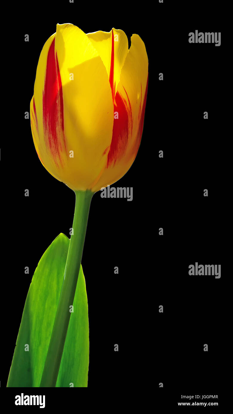 Red and yellow tulip flower, close up dark background Stock Photo - Alamy