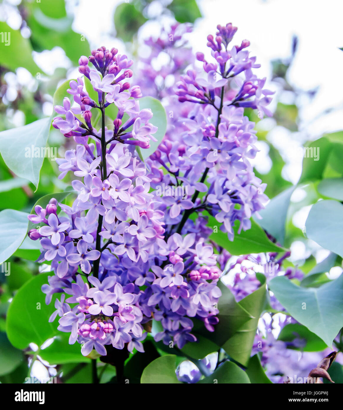 Syringa vulgaris hi-res stock photography and images - Alamy