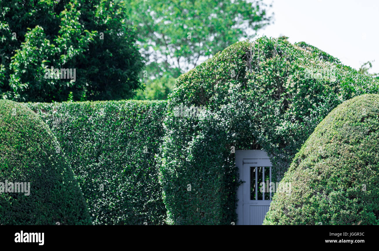 gate in privet hedge in the hamptons, watermill ny Stock Photo