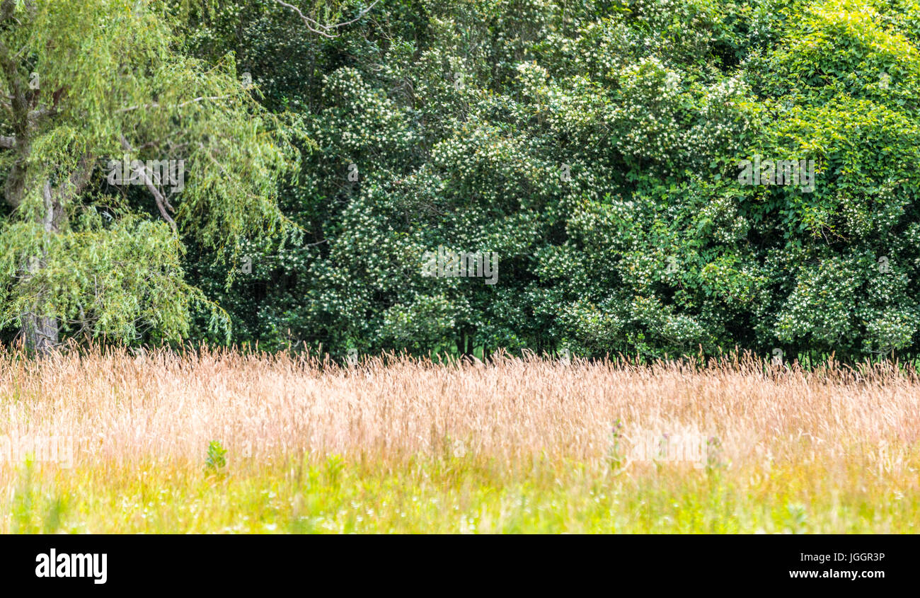 tall grass growing against green trees in eastern long island, ny Stock Photo