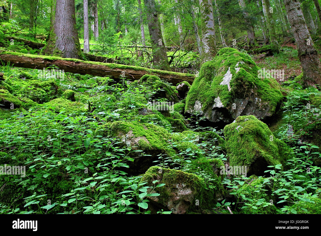 Black Forest hiking trail through the Wutachschlucht, Germany Stock Photo