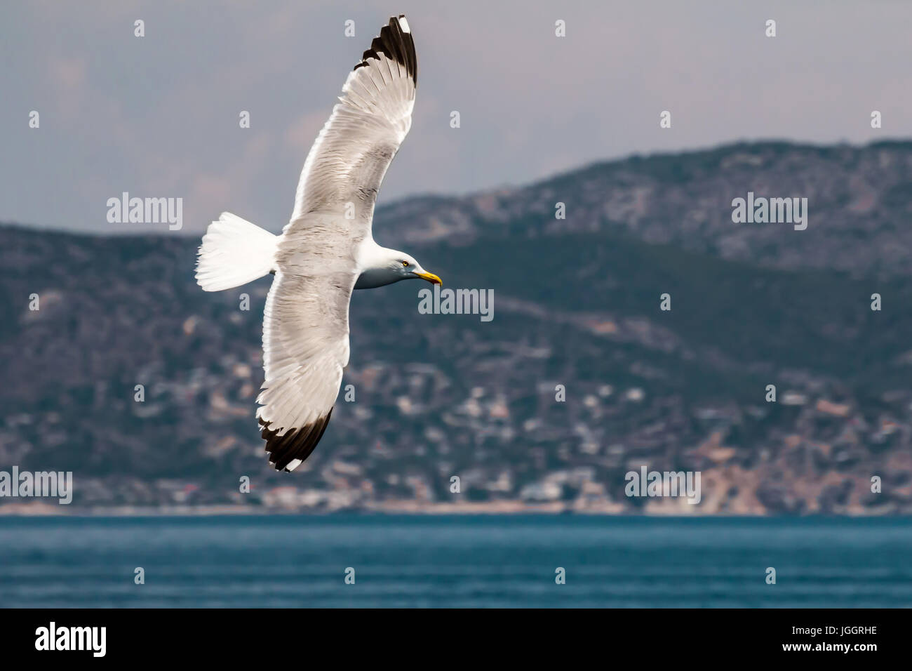 European herring gull, seagull (Larus argentatus) flying in the summer along the shores of Aegean sea near Athens, Greece Stock Photo