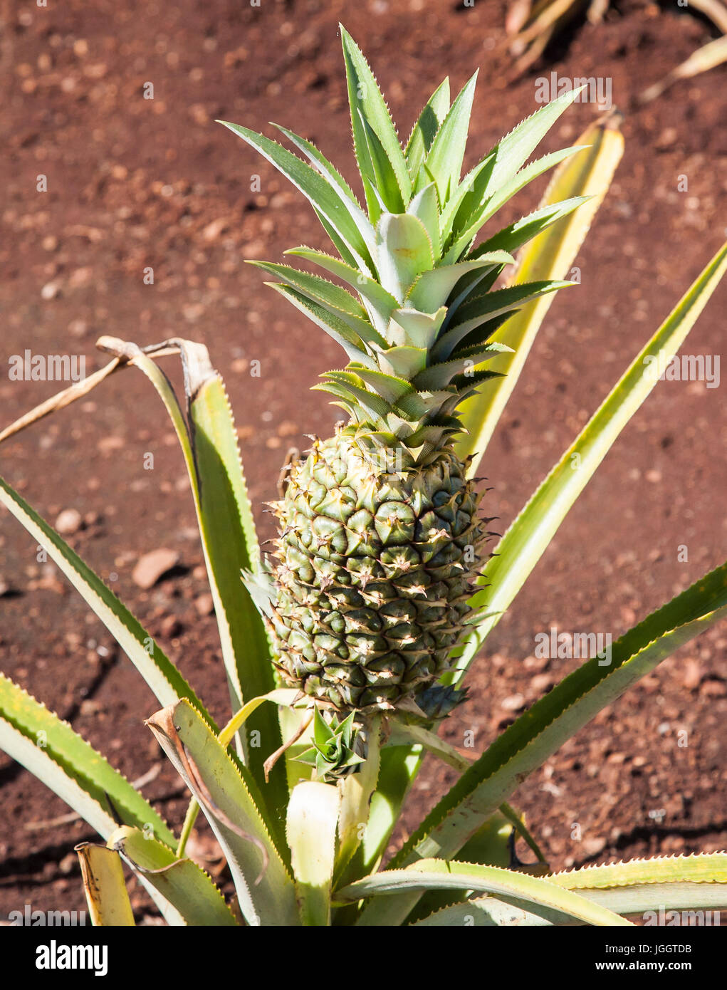 Hawaiian pineapple plantation hires stock photography and images Alamy
