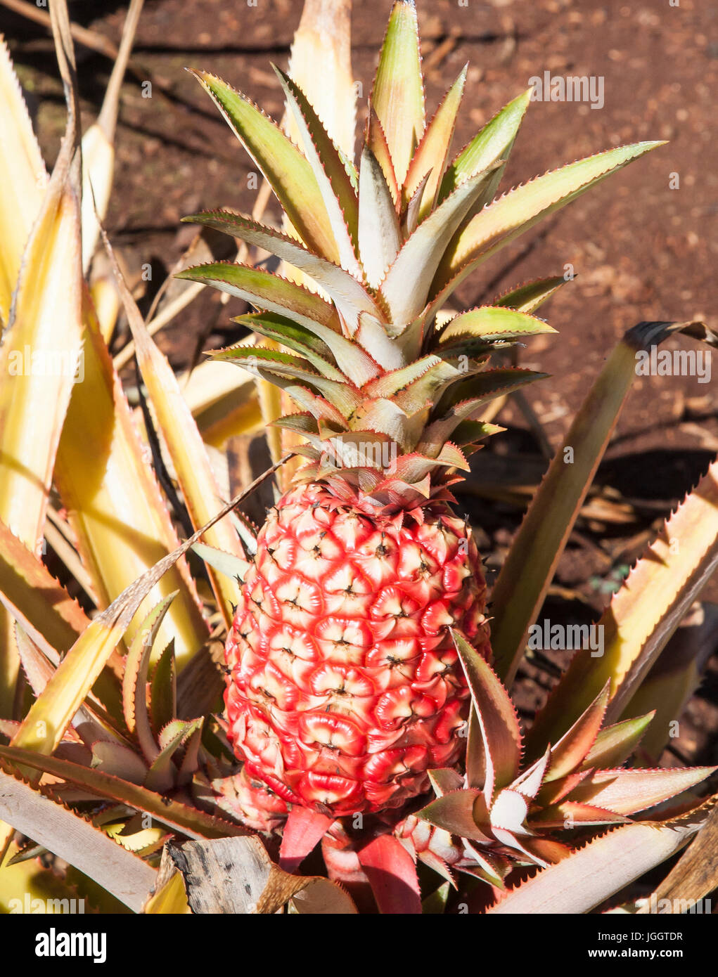 Hawaiian Pineapple Ready For Harvest Stock Photo - Alamy