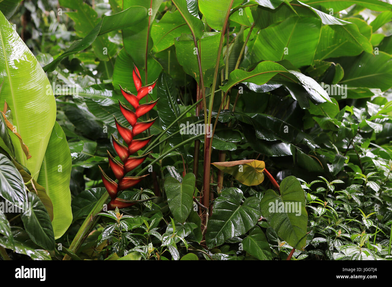 Heliconia flower in the rainforest, Hawaii Stock Photo